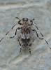 Acanthocinus griseus